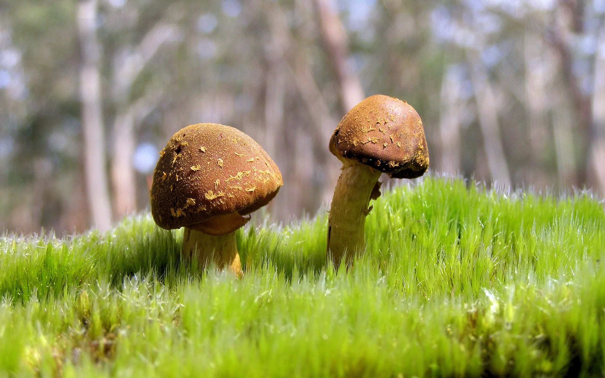 足球直播：全景+弹幕，打造沉浸式观看体验，足球直播清晰app
