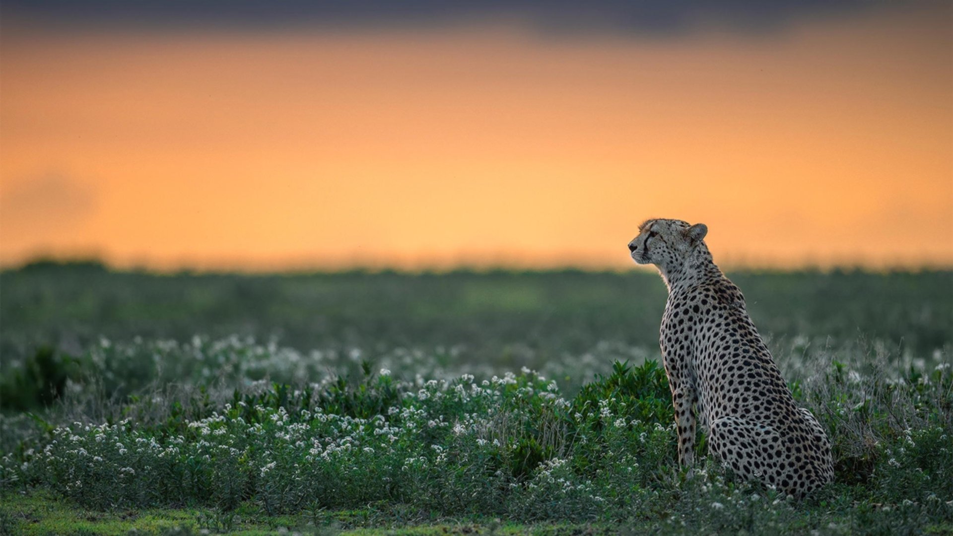 华体会hthhth app-塞内加尔男篮在非洲锦标赛中展现实力，期待新突破，塞内加尔非洲杯大名单